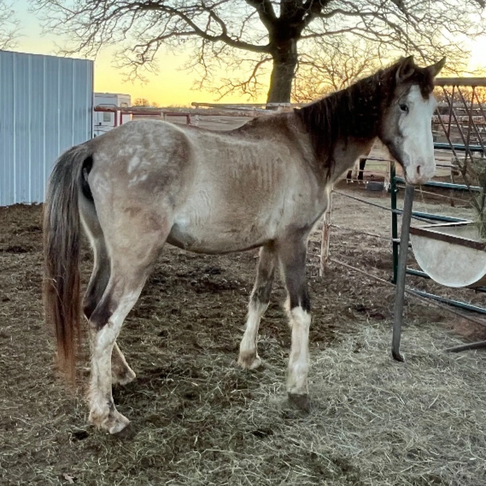 Lady Grey in Quarantine