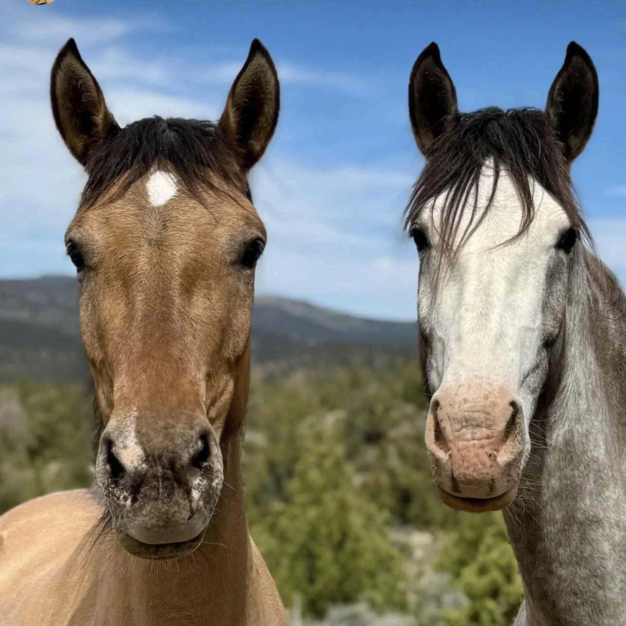 Pip &amp; Lady Grey in Oregon