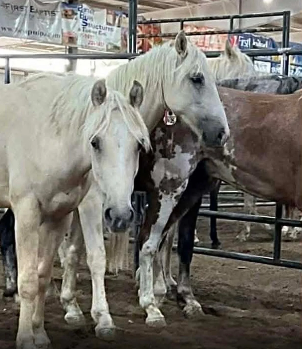 Sunny &amp; Birch with Ocean behind