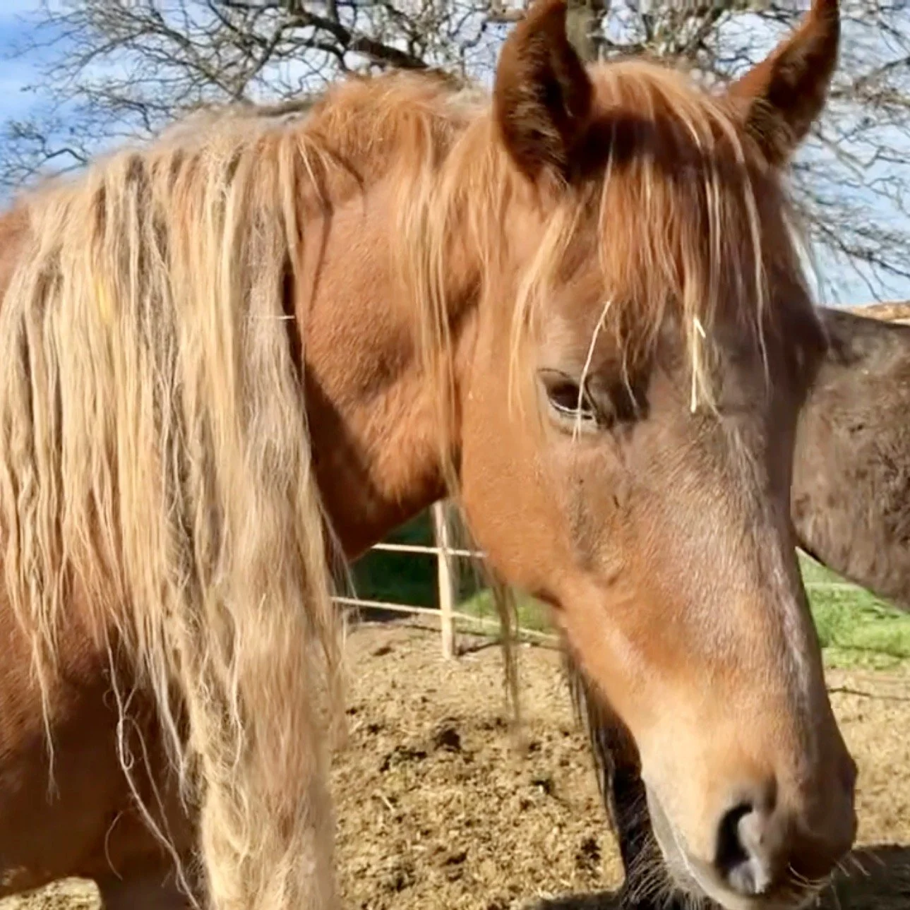 Rapunzel in Quarantine