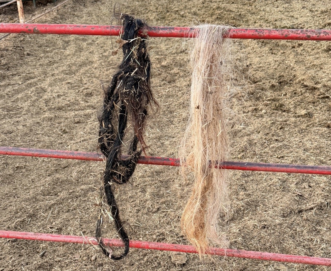 Shedding dreadlocks &amp; bad memories