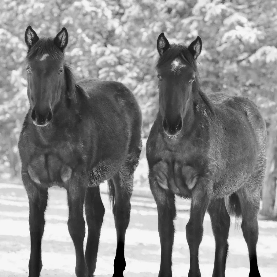 The Twins