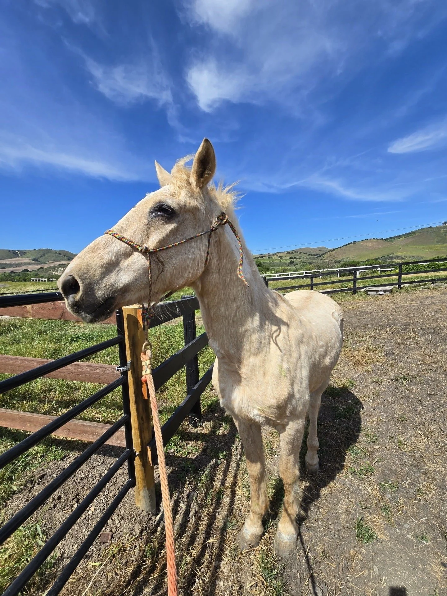 Palli in Santa Ynez
