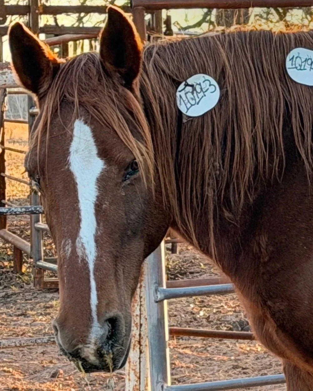 Monroe in the kill pen