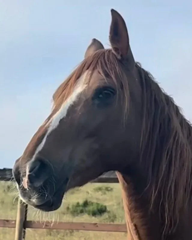 Monroe in Santa Ynez