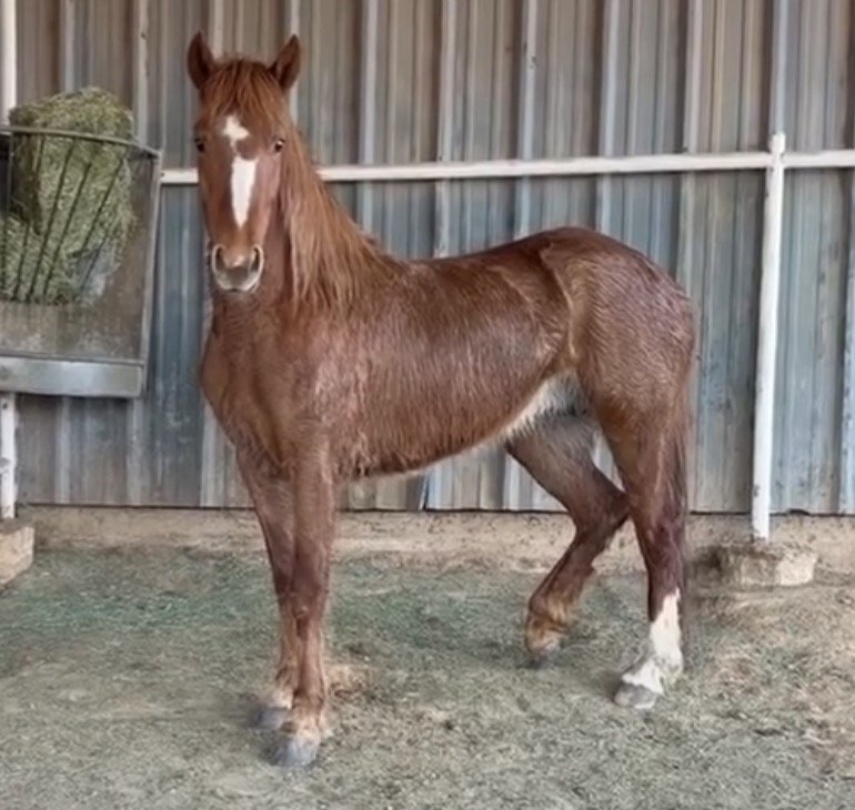 Xanadu - 5yo