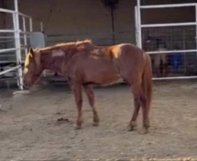 Dorian - 8yo