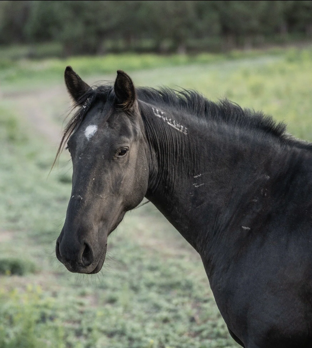 Moonshadow at Skydog