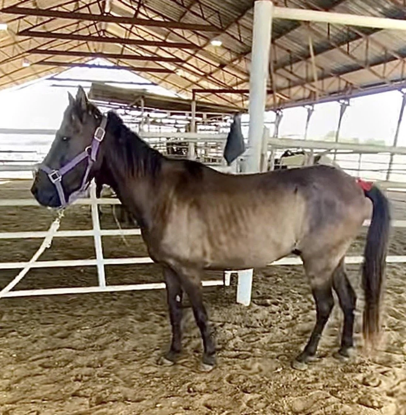 Tucker in the kill pen