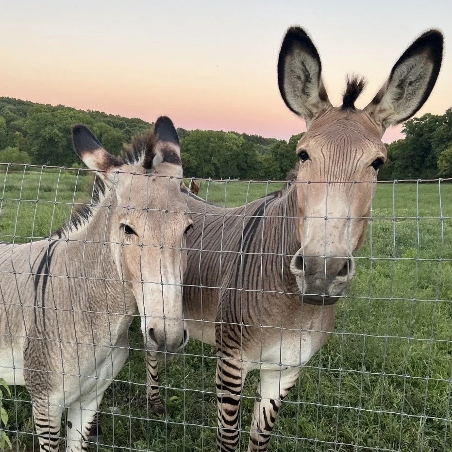 Pippi &amp; Zilli