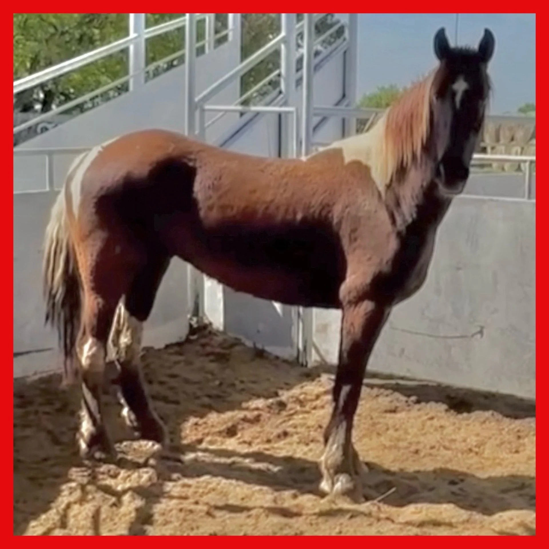 Elliot (4) lost &amp; confused in a kill pen