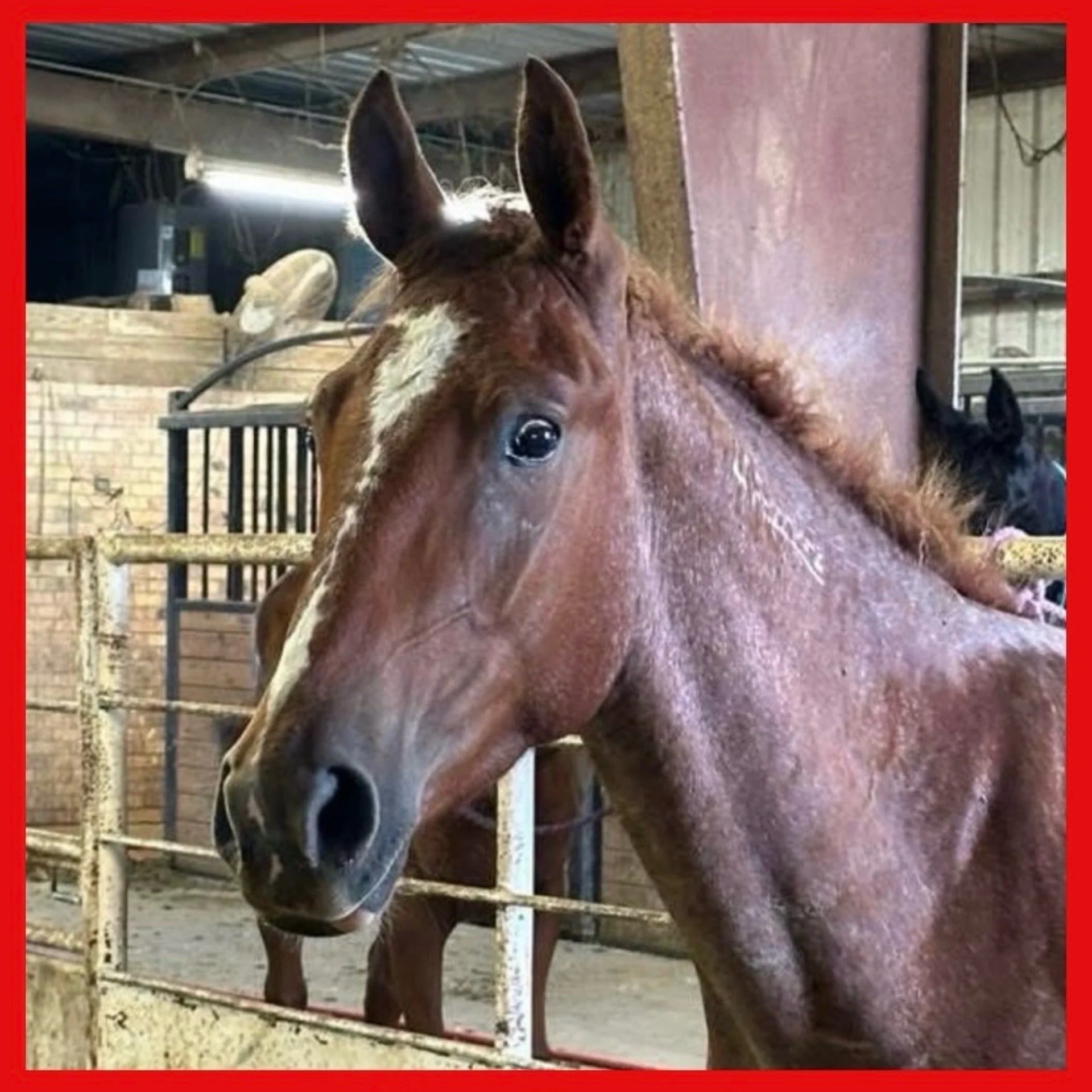 Felix (2) terrified in a kill pen