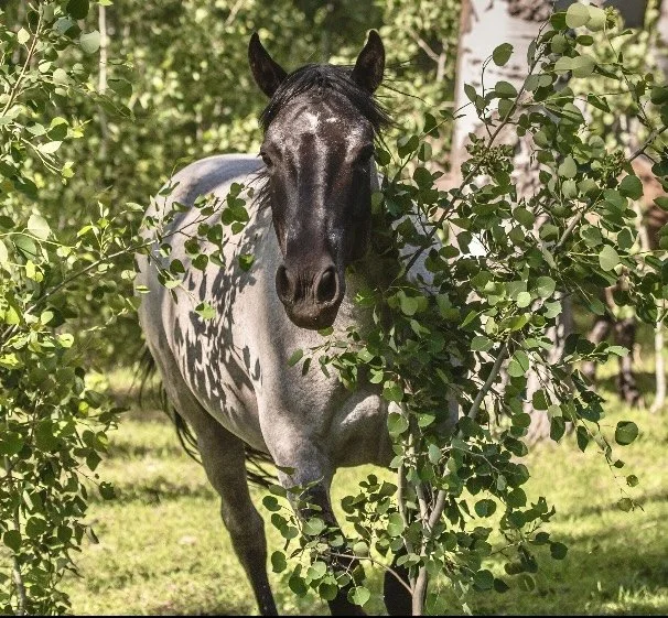 Aspen