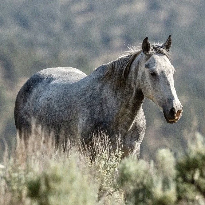 Koa