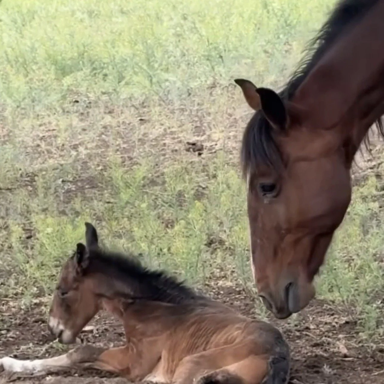 Fergus &amp; Majesty