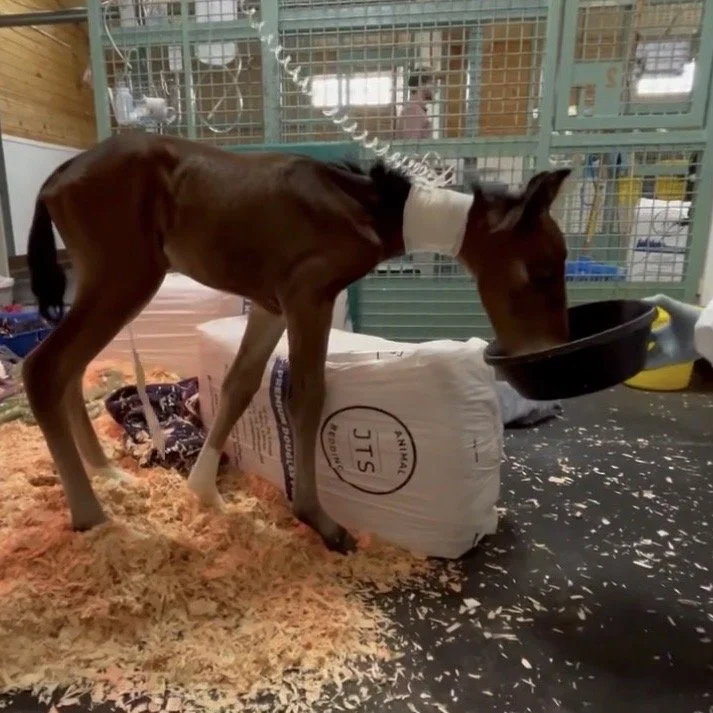 Replacement milk in the ICU