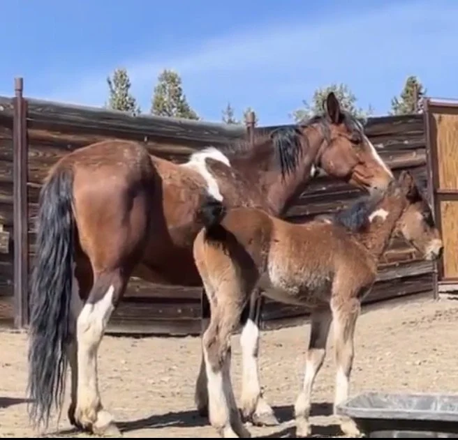 Fern &amp; Rebel at Burns Corrals