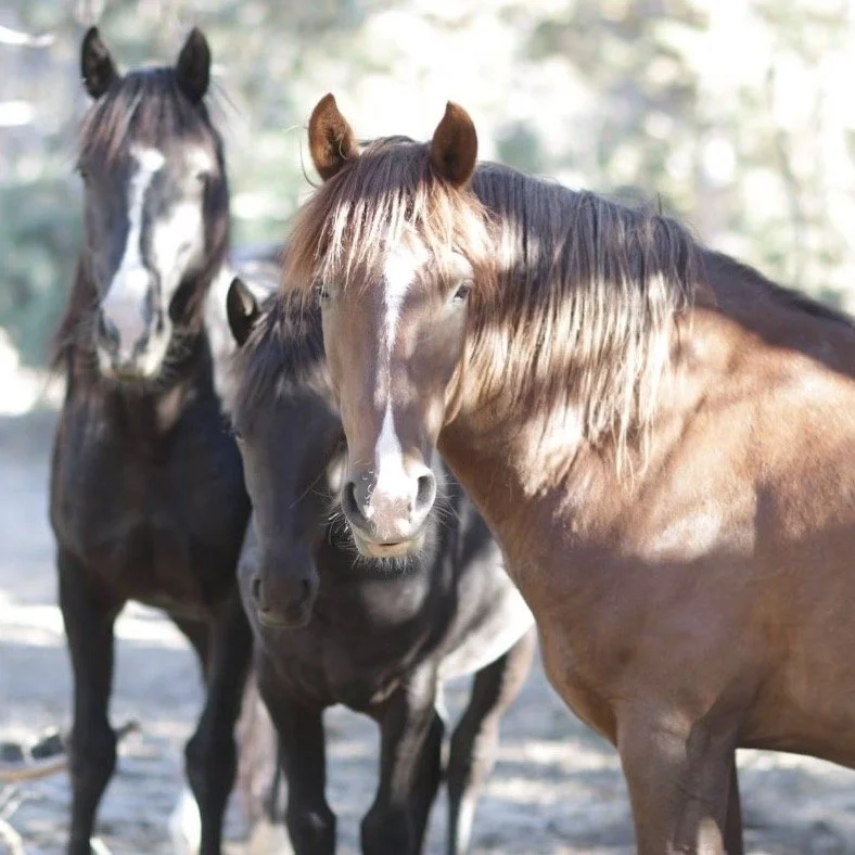 Aerial, Whisper &amp; Bear
