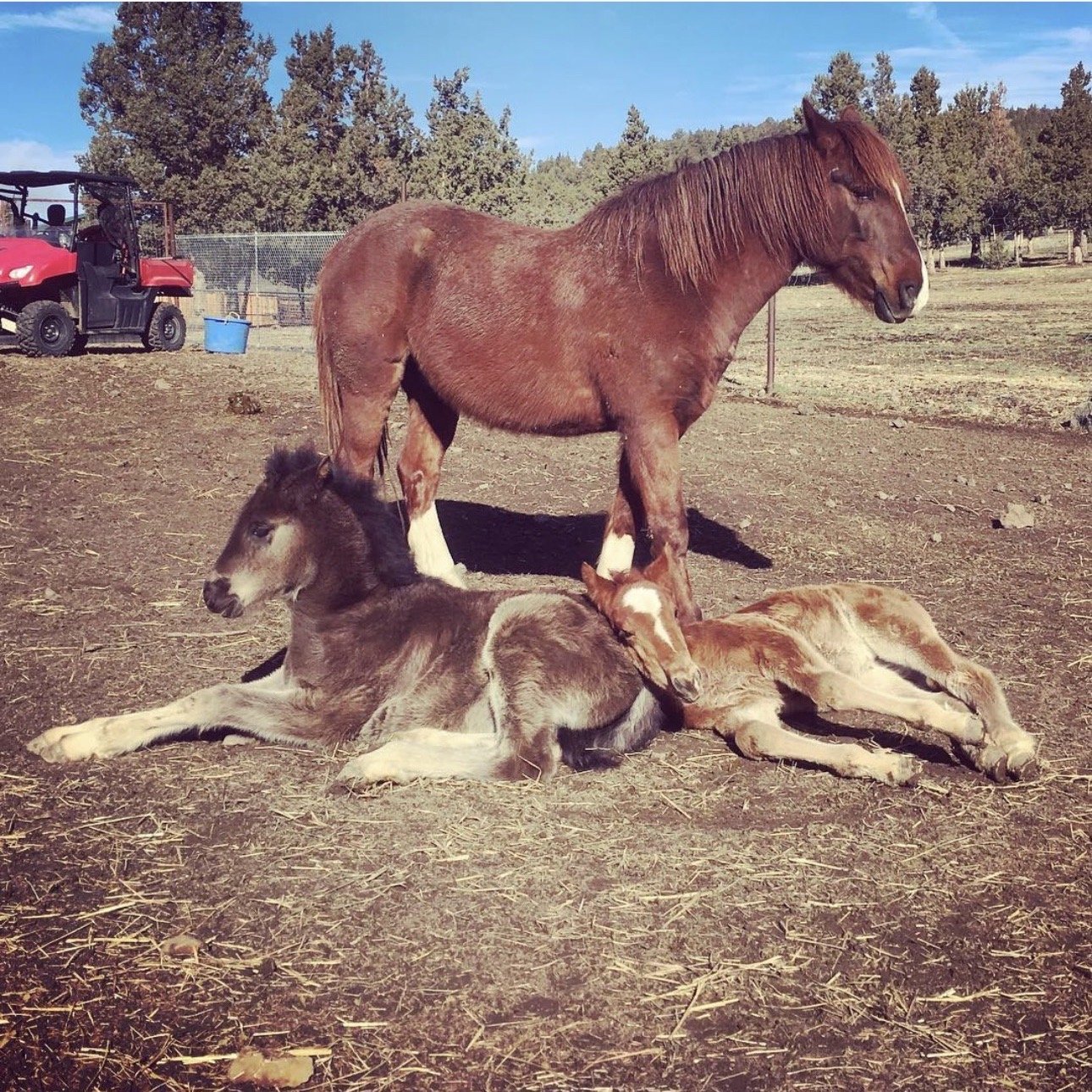 Bear watching over his babes