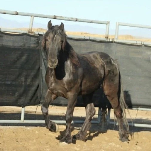 Eclipse - 9yo