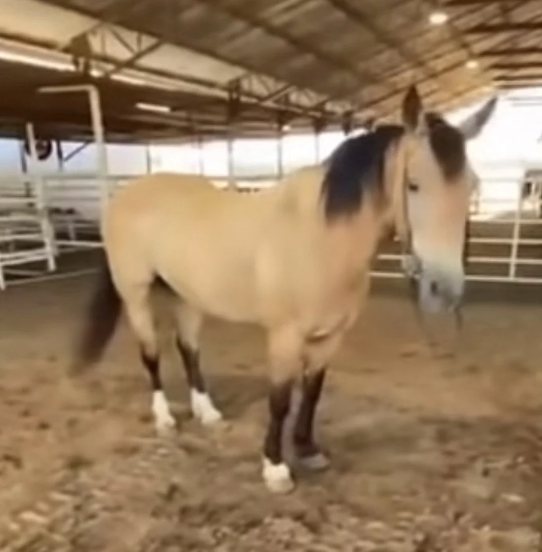 Dune at the Stroud kill pen