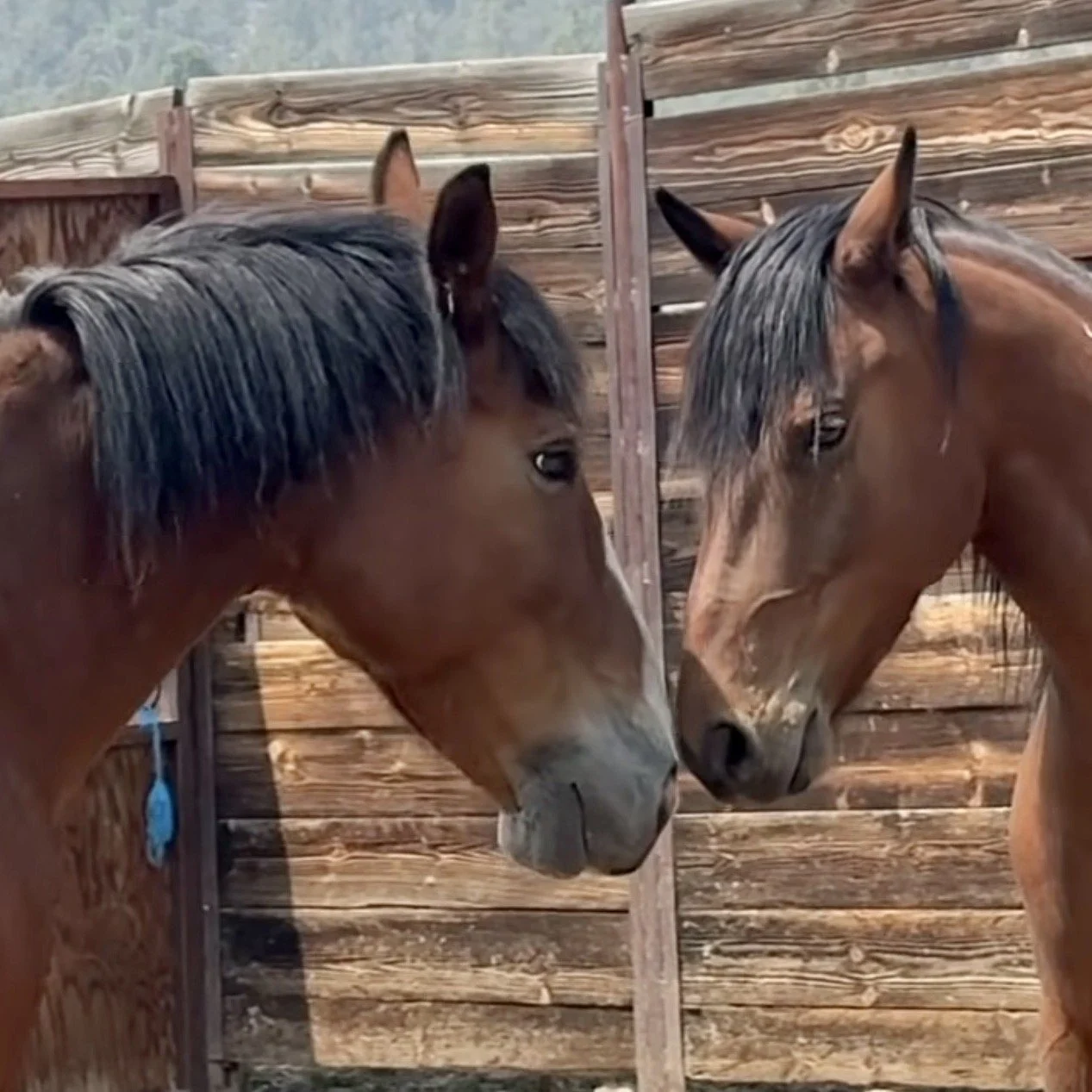 Slate making his first friend, Wilson