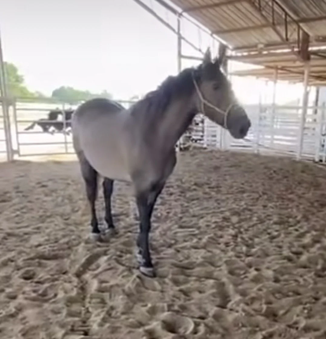 Hallow at the kill pen