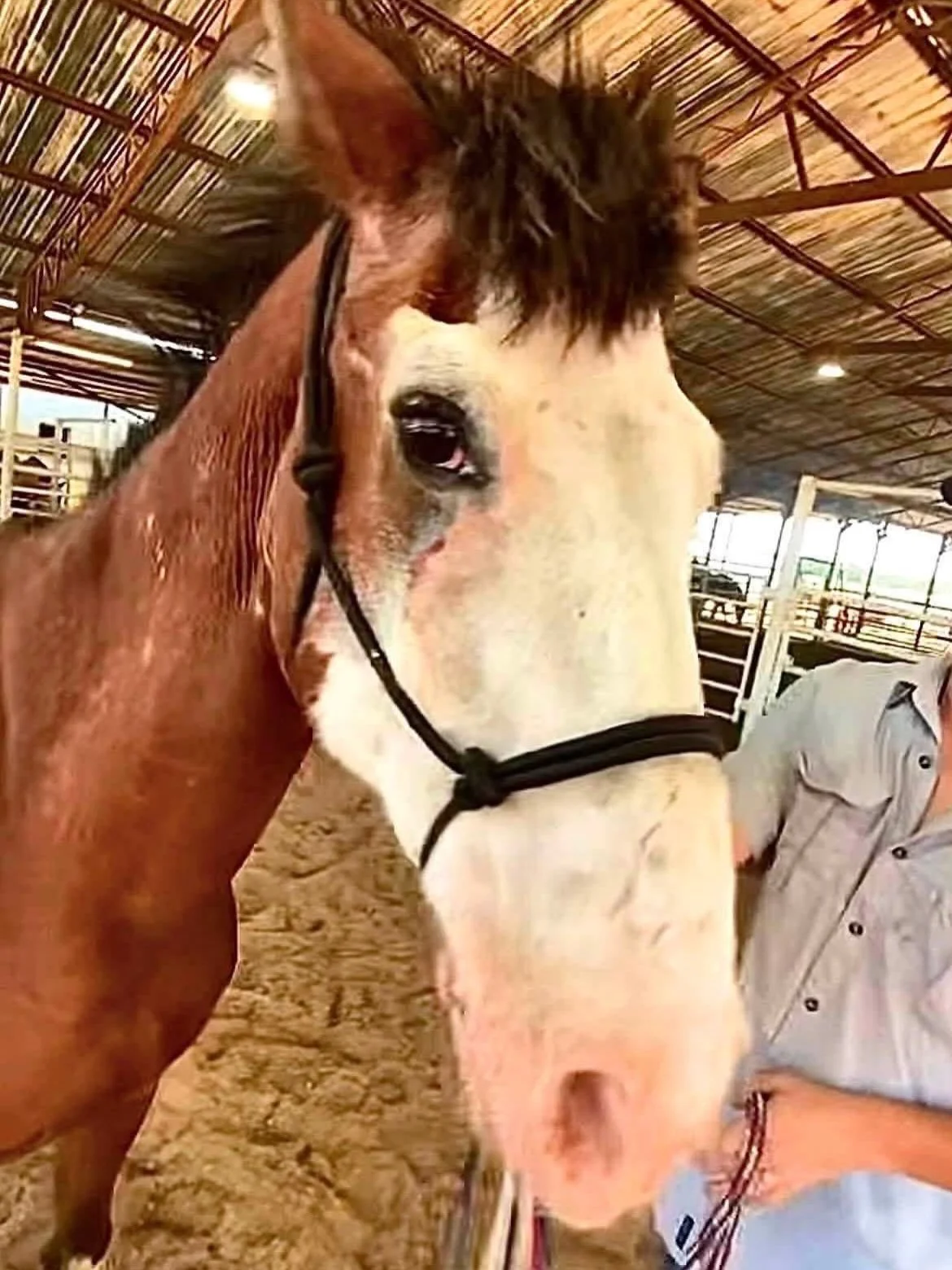 Elwood at the kill pen