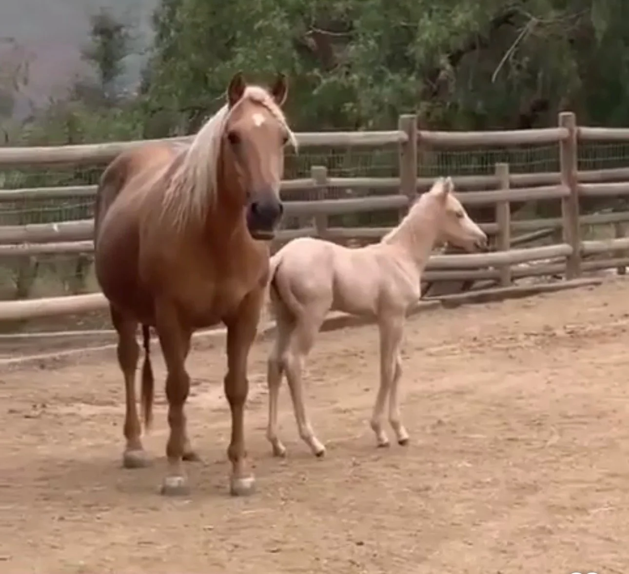 Star &amp; Skye