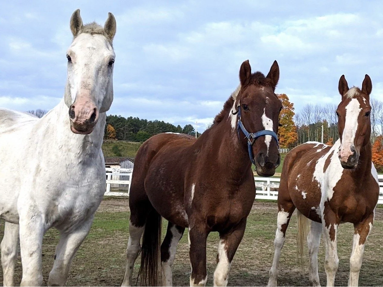 Silver, Raggedy Ann, Sienna