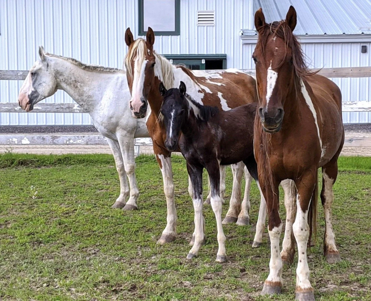 Silver, Sienna, Izzy, Raggedy Ann