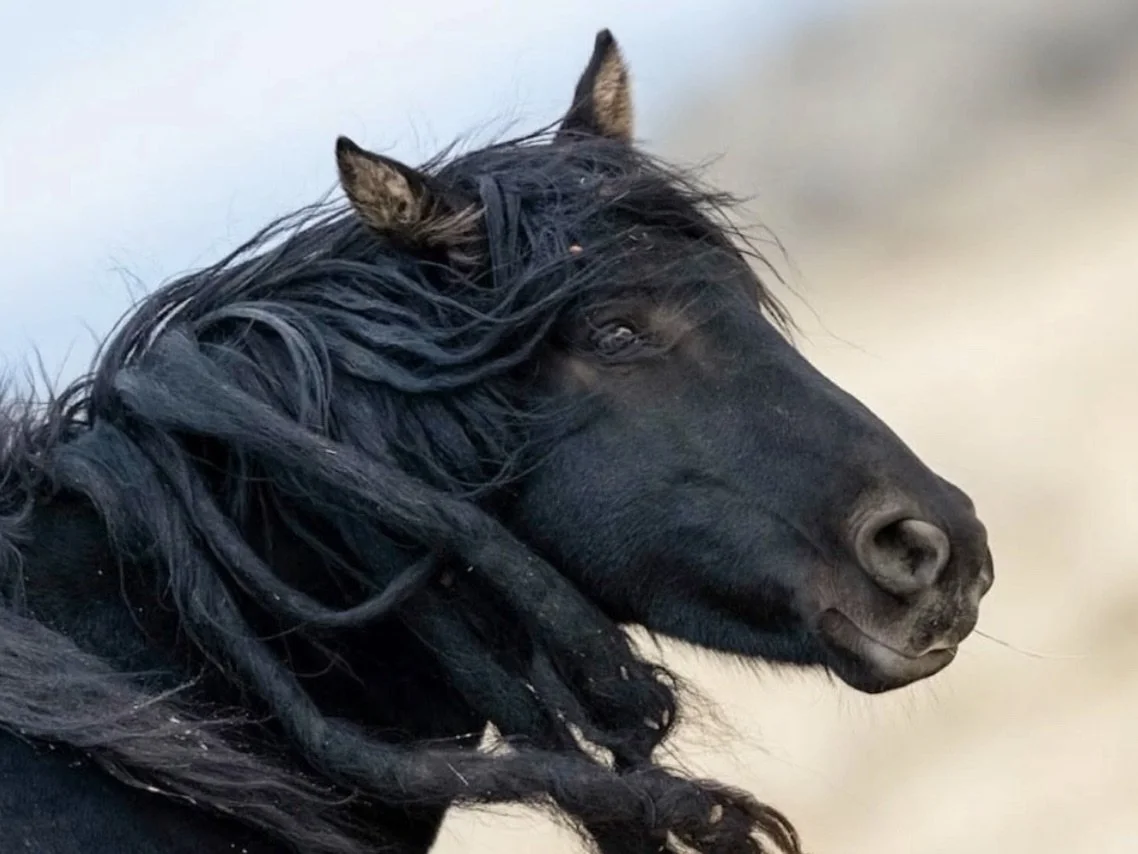 Black Beauty