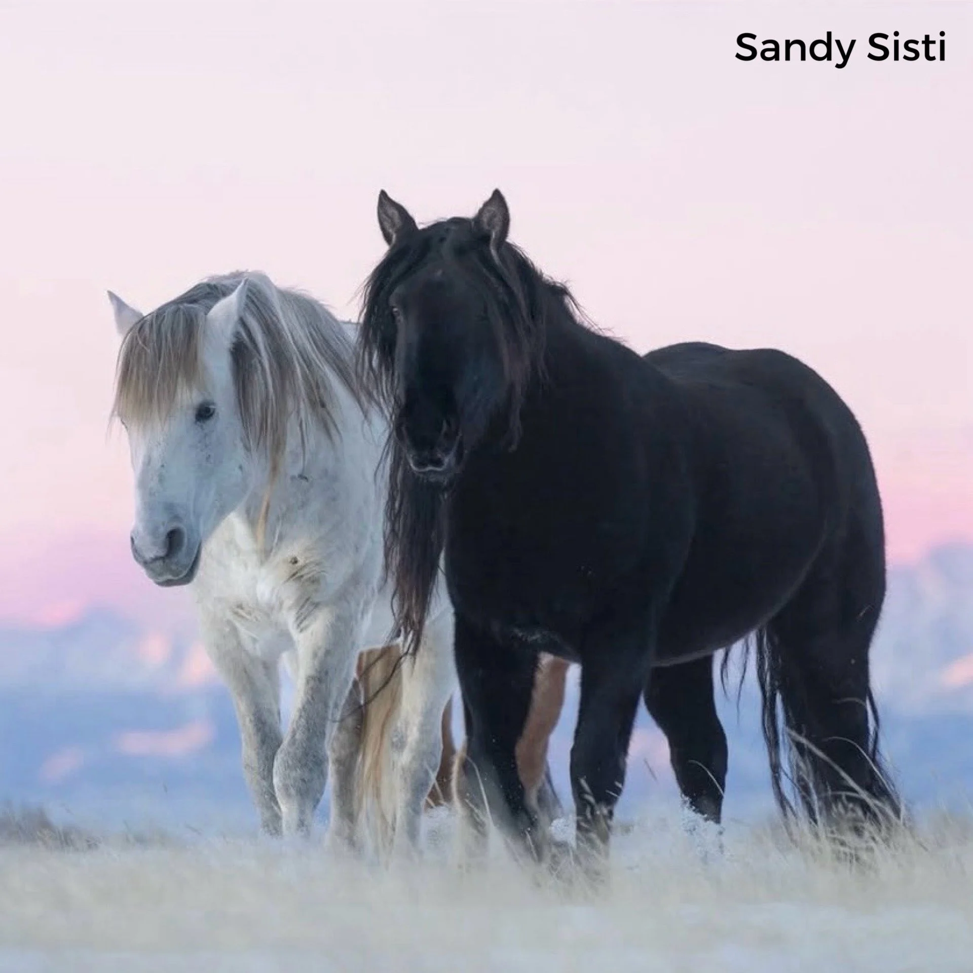 San Jose &amp; Black Beauty