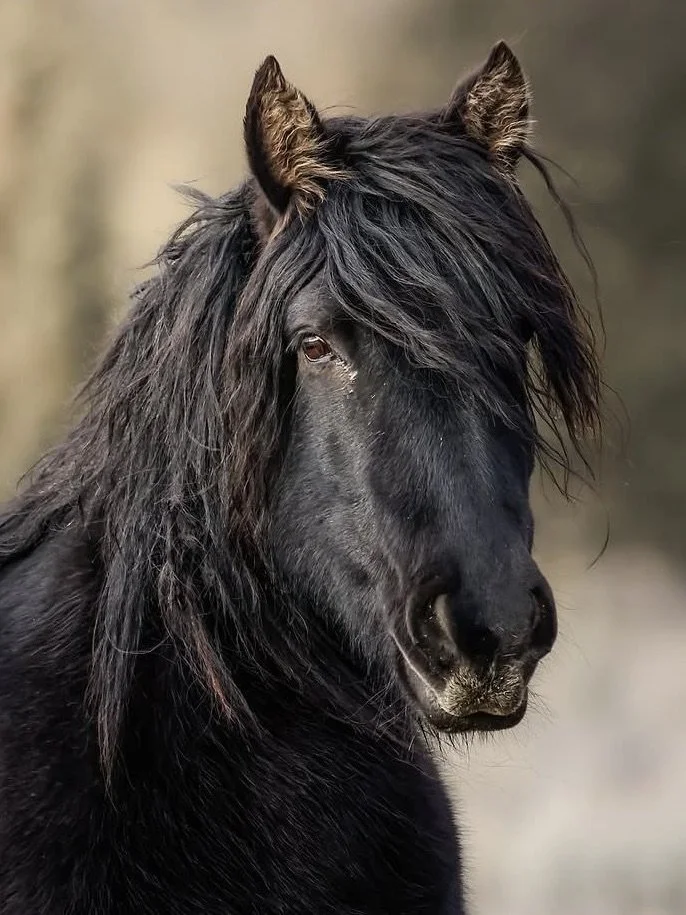 Black Beauty by Shannon Phifer