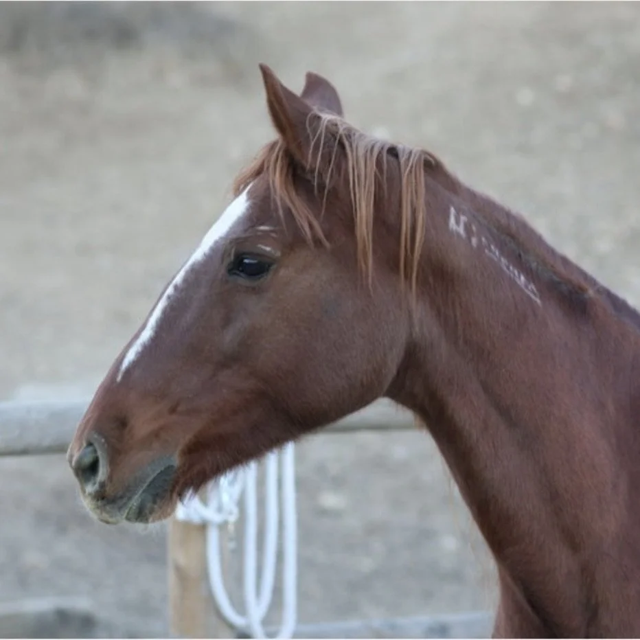 Dani California
