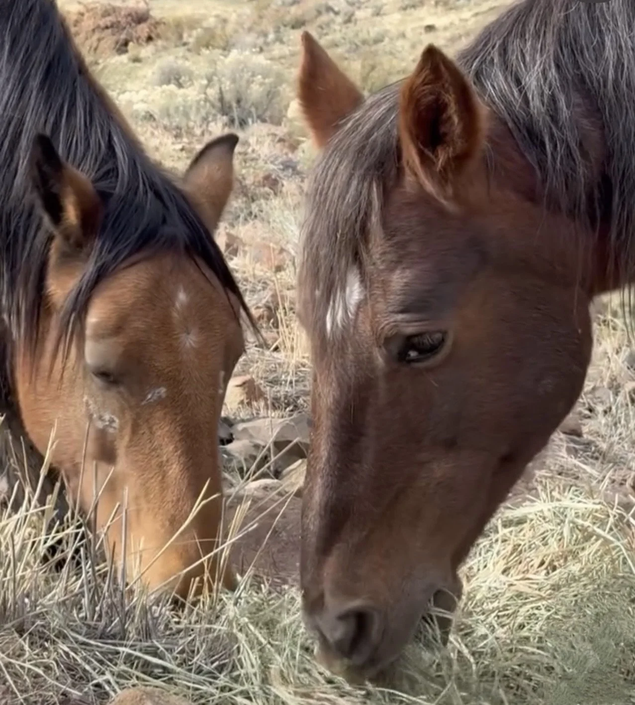 Freya Ranch Freya - Then & Now — Skydog Ranch & Sanctuary