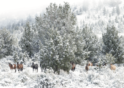 NEW SKYDOG Holiday Cards 2026 with Names (dragged) 4.png