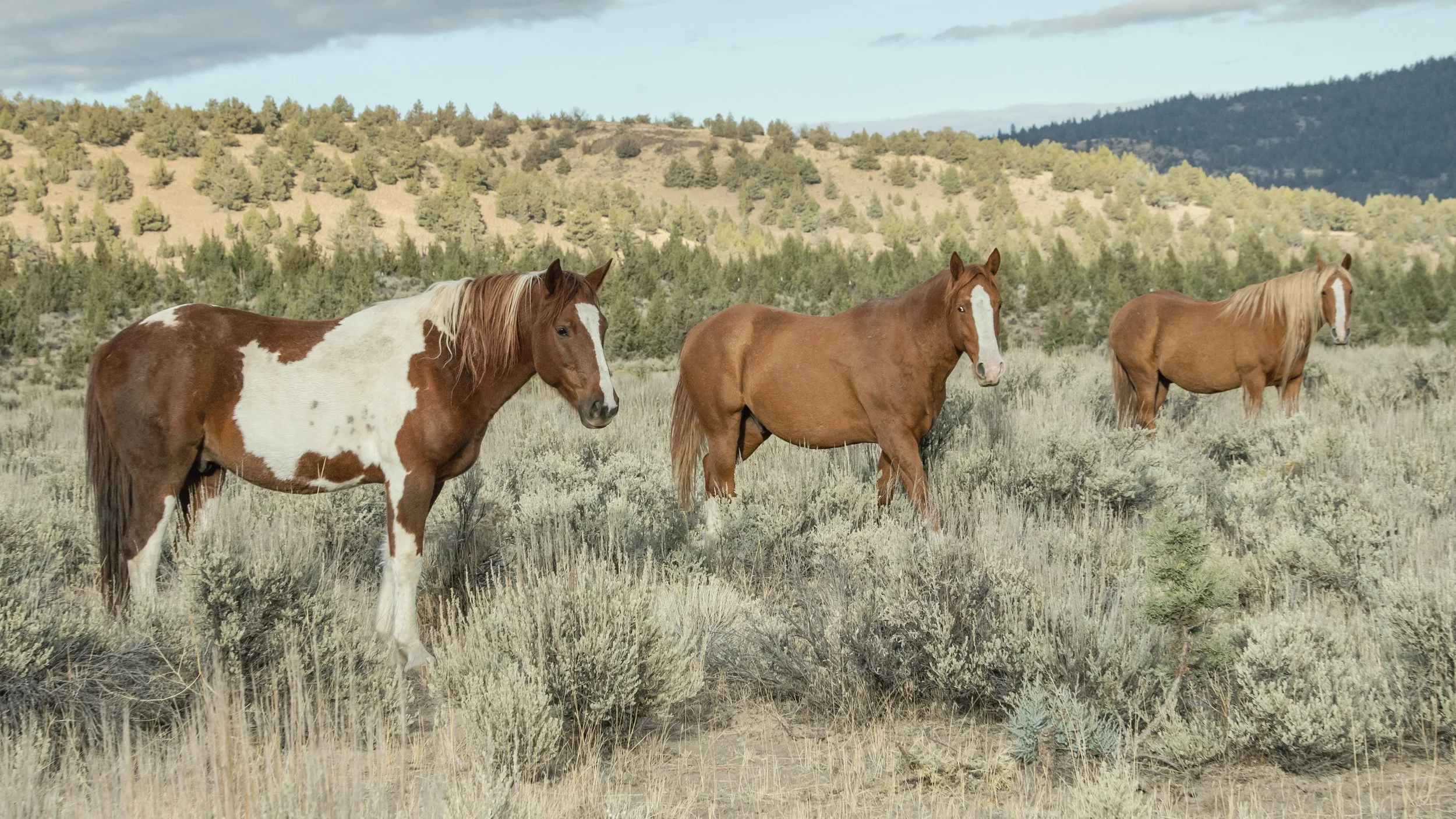 OliverGatsbySpartacus 3.jpg