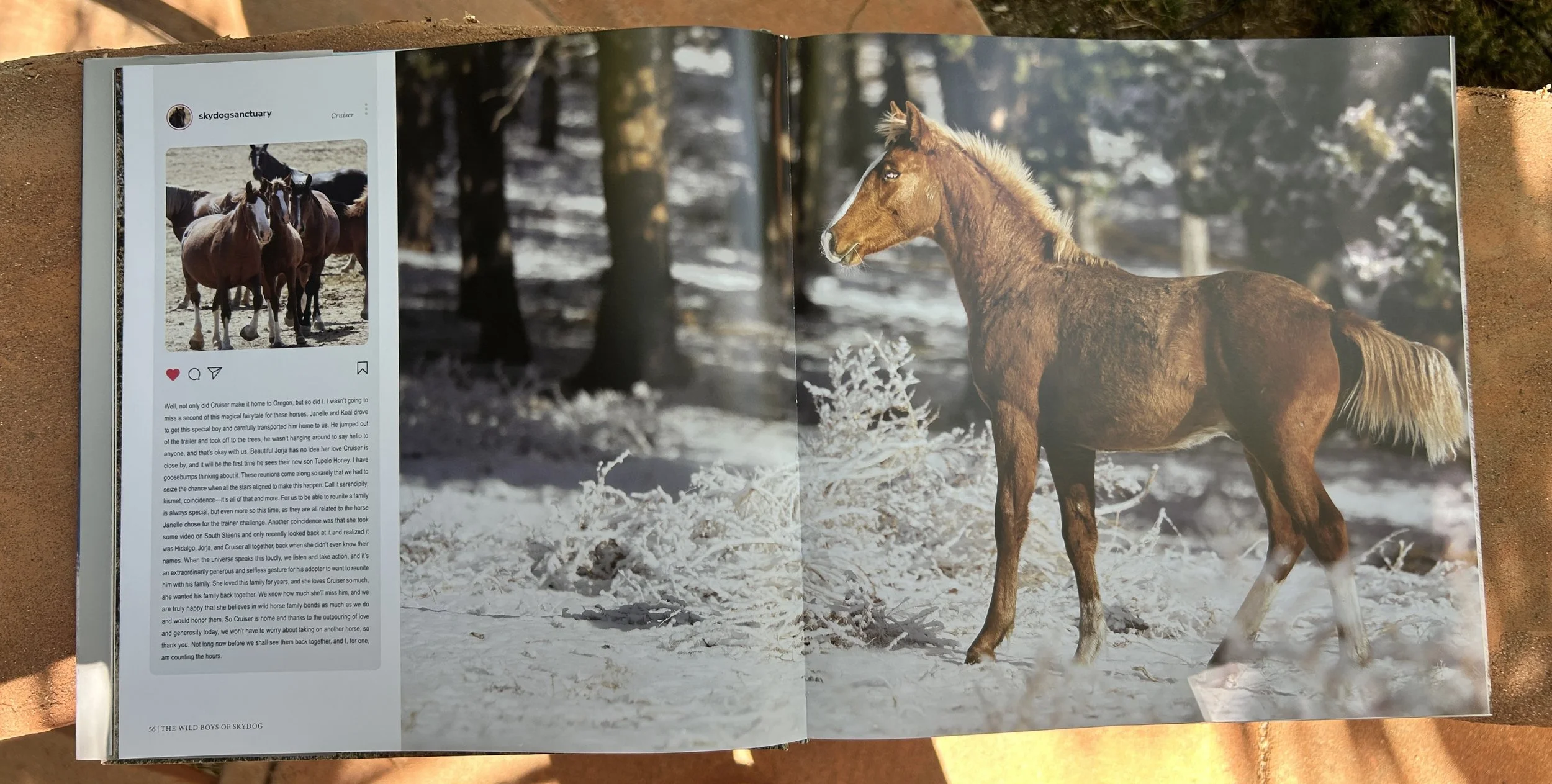 The Wild Boys of Skydog' Standard Edition — Skydog Ranch & Sanctuary