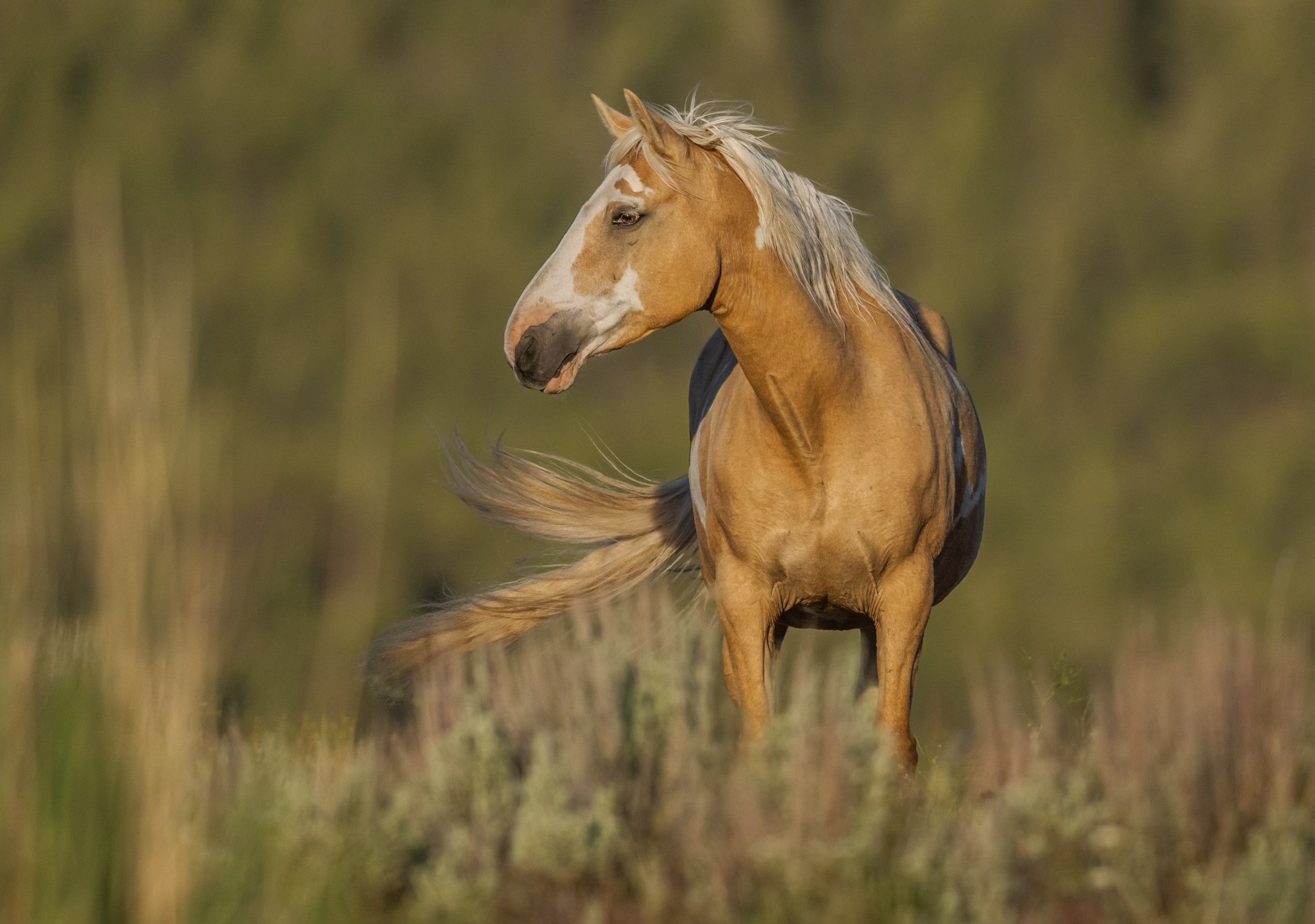 golden cloud_sw.jpeg