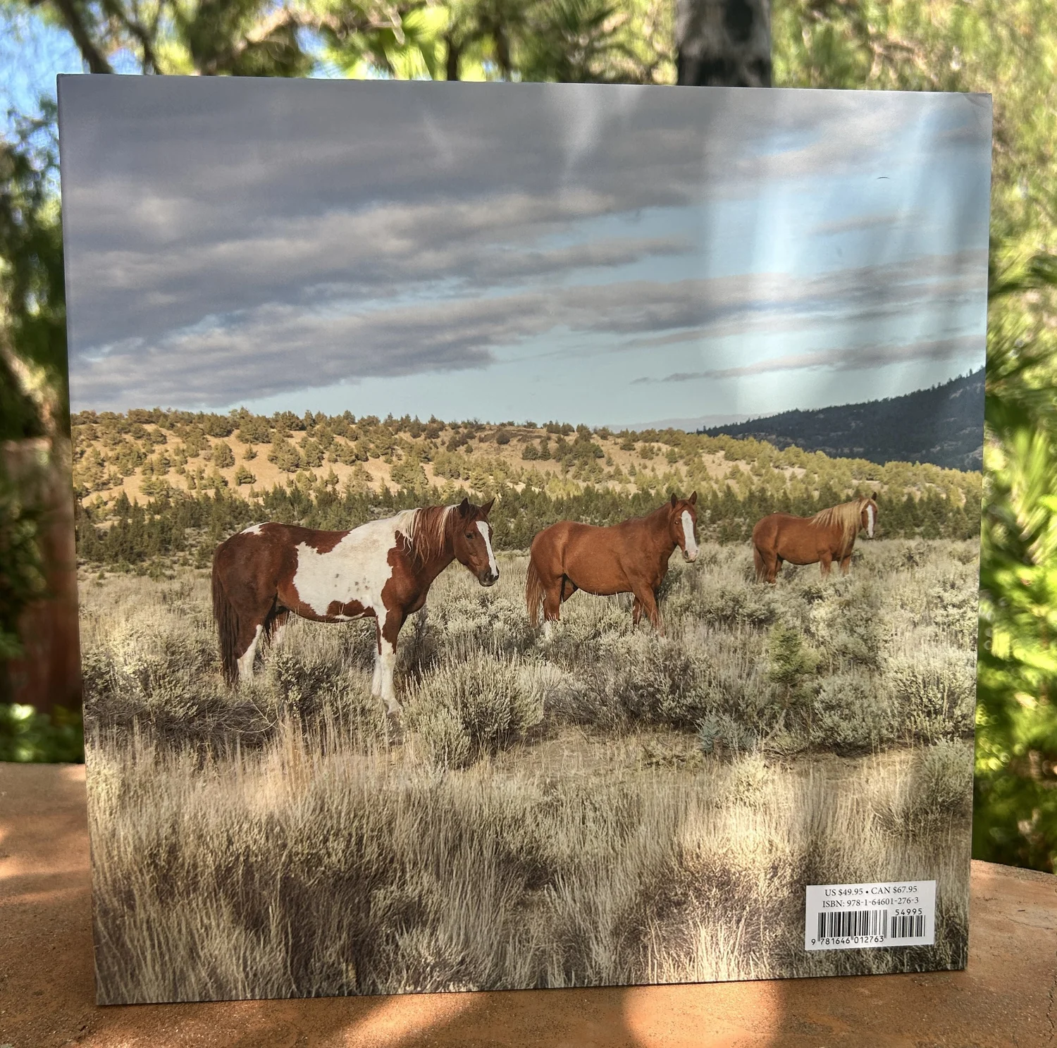 The Wild Boys of Skydog' Standard Edition — Skydog Ranch & Sanctuary