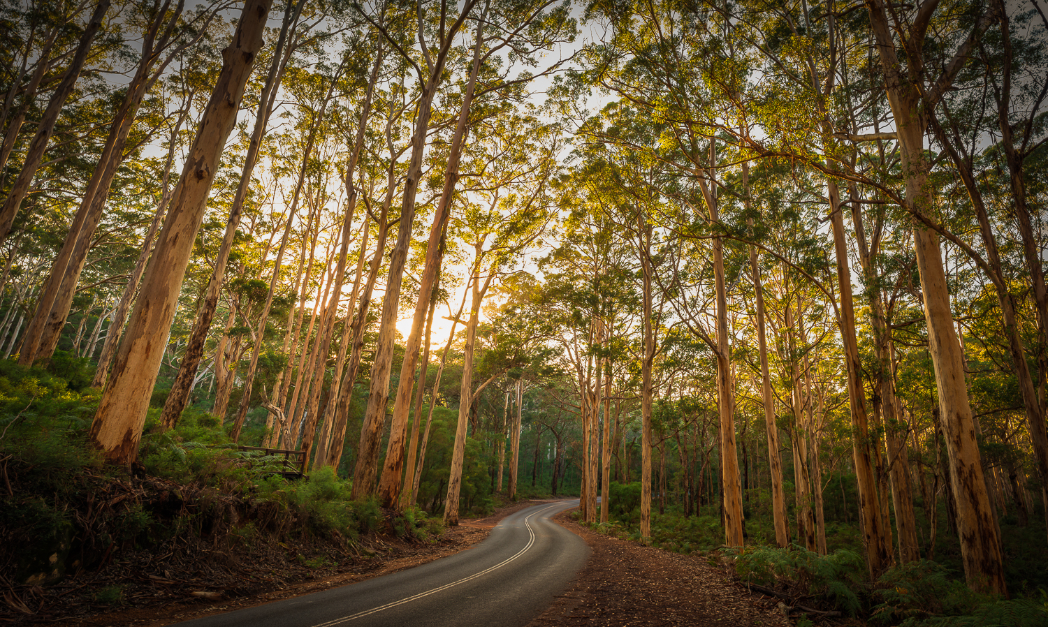 Boranup forest.jpg