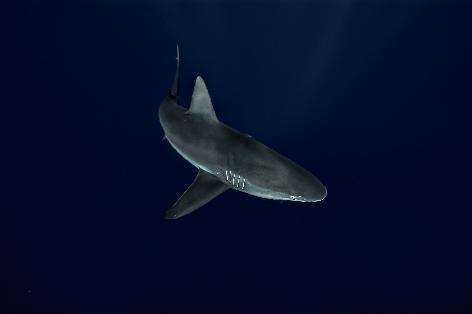 Galapogas Shark.jpg