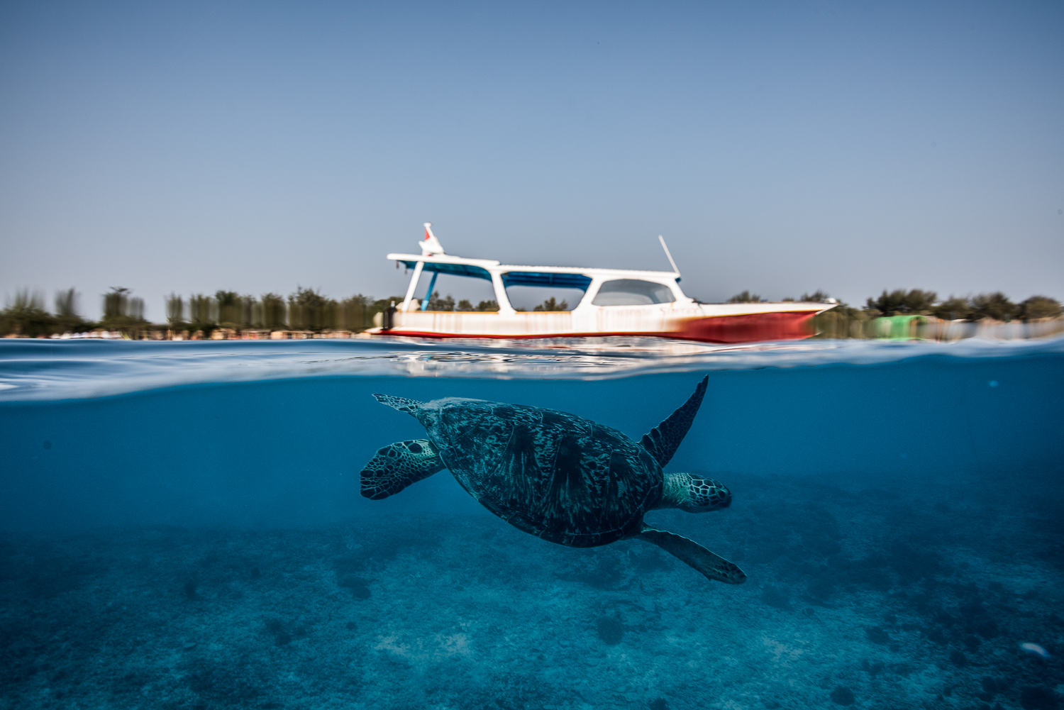 Gilli T for turtle.jpg