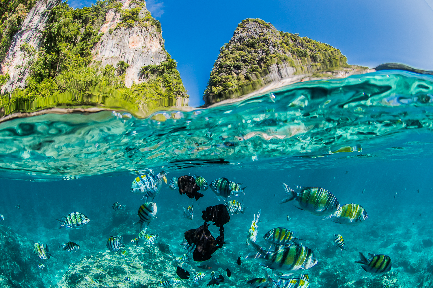 Koh Phi Phi Fish.jpg