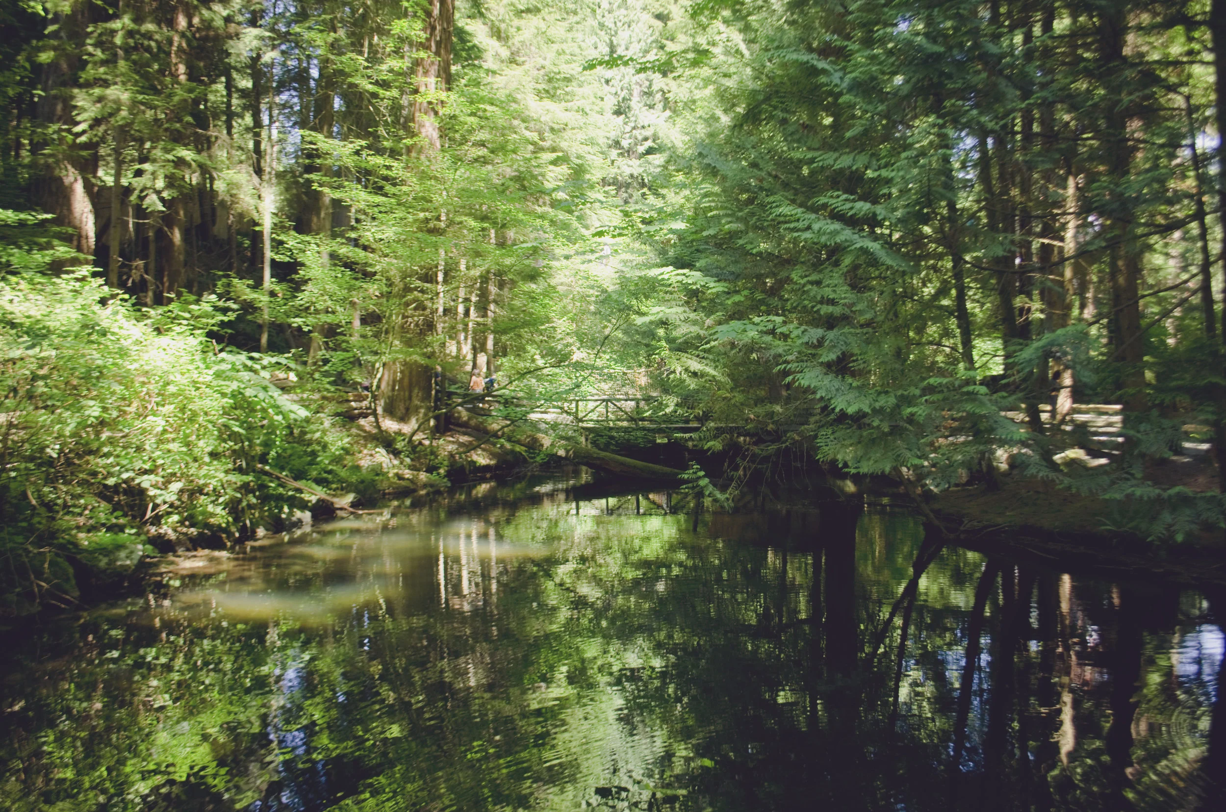 The Living Forest 