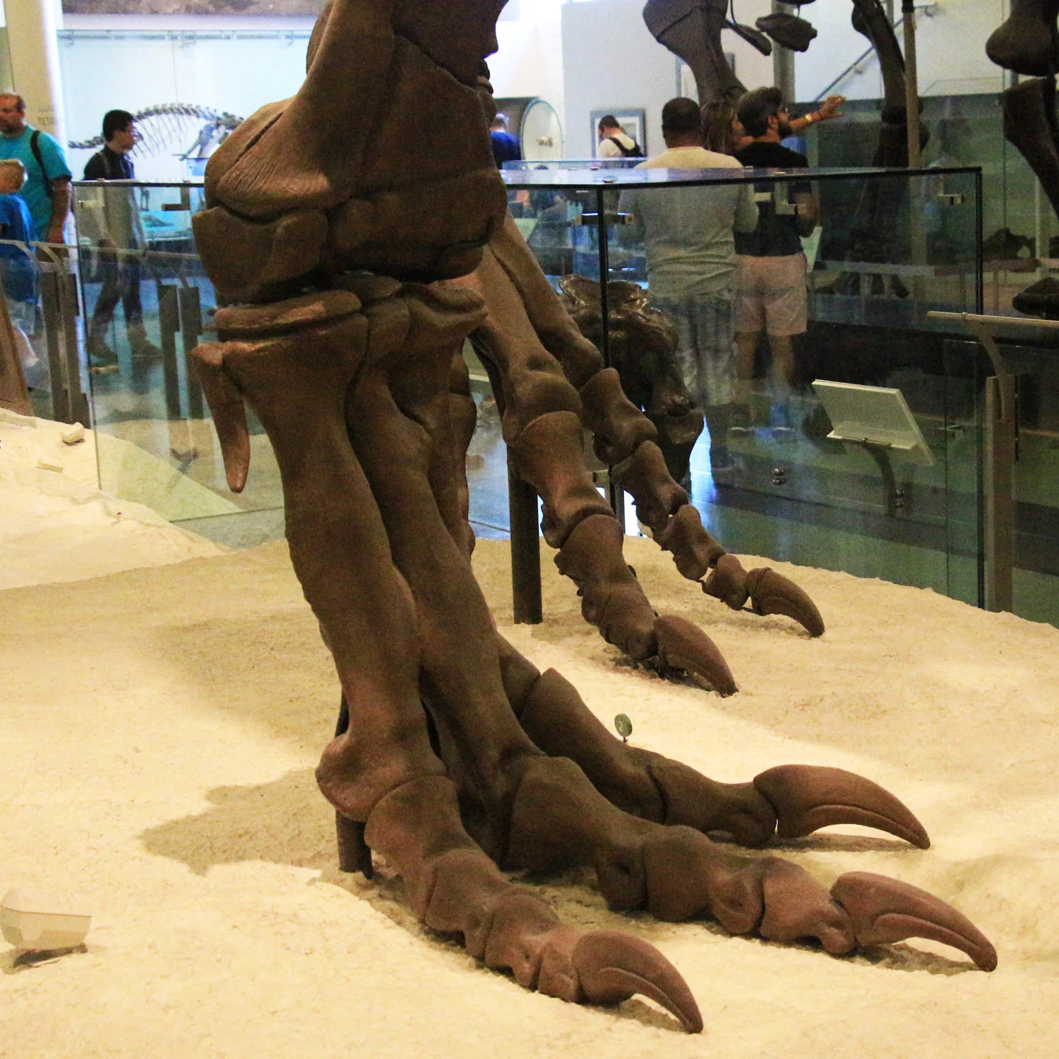 DinosaurSkeletonNaturalHistory_1500x1500.jpg