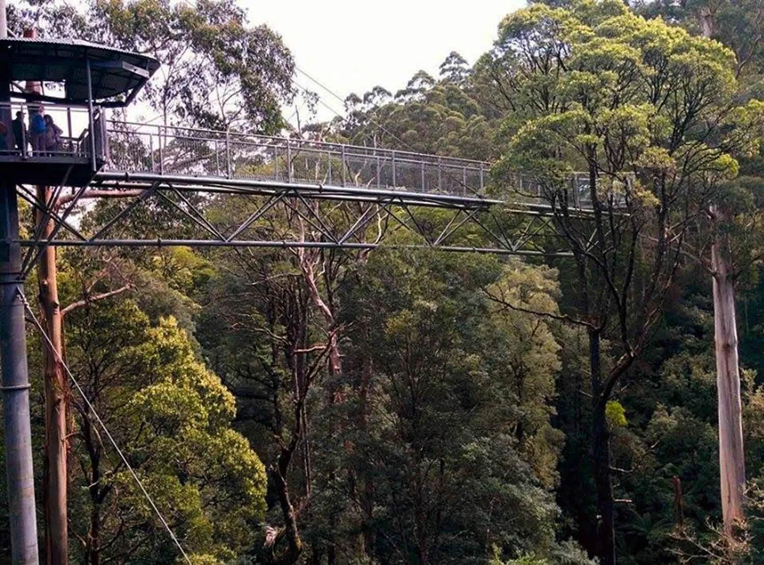 otways-walkways.jpg