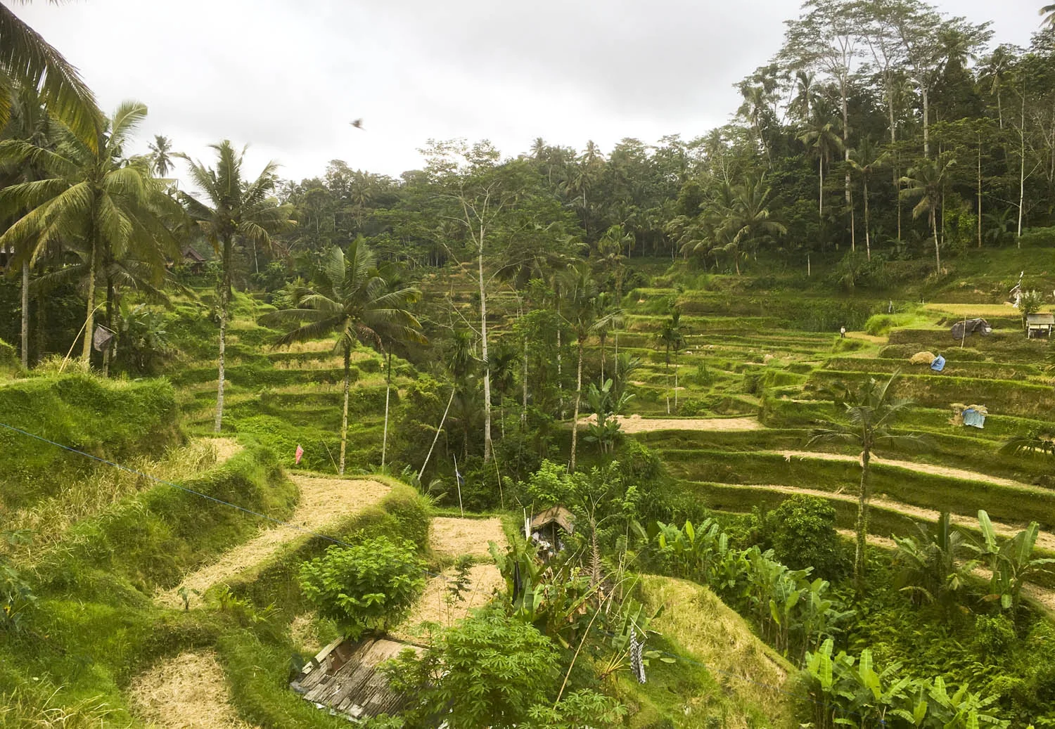 rice-fields-ubud-bali.jpg