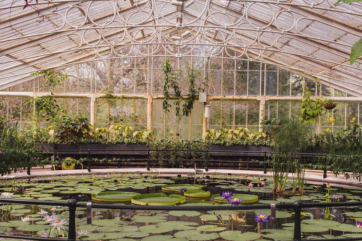 kew-gardens-waterlily-house.jpg